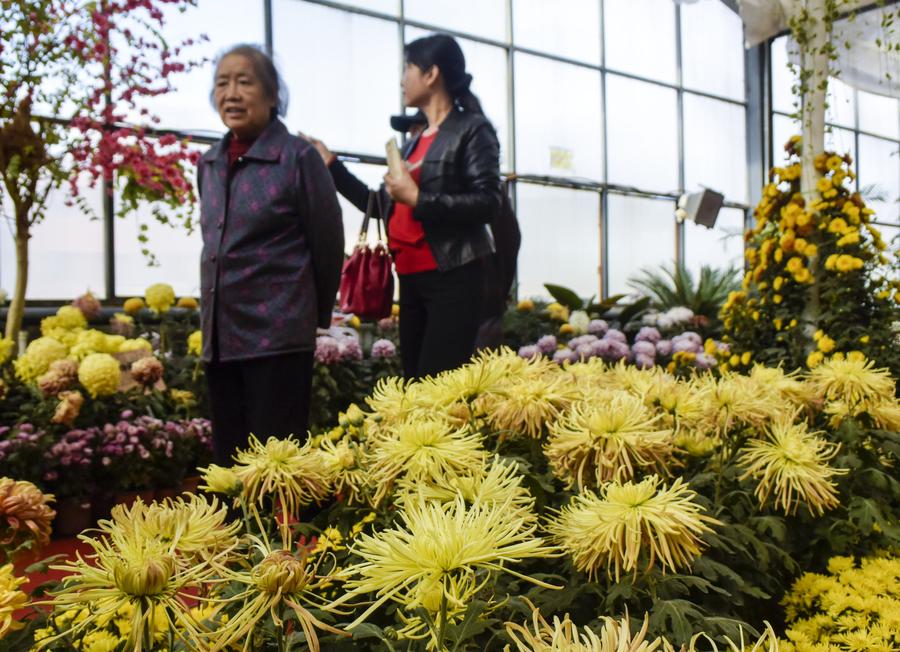 Chrysanthemum exhibitions attract tourists across country