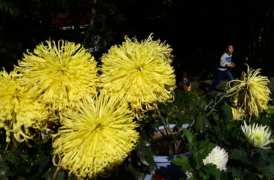 Chrysanthemum exhibitions attract tourists across country