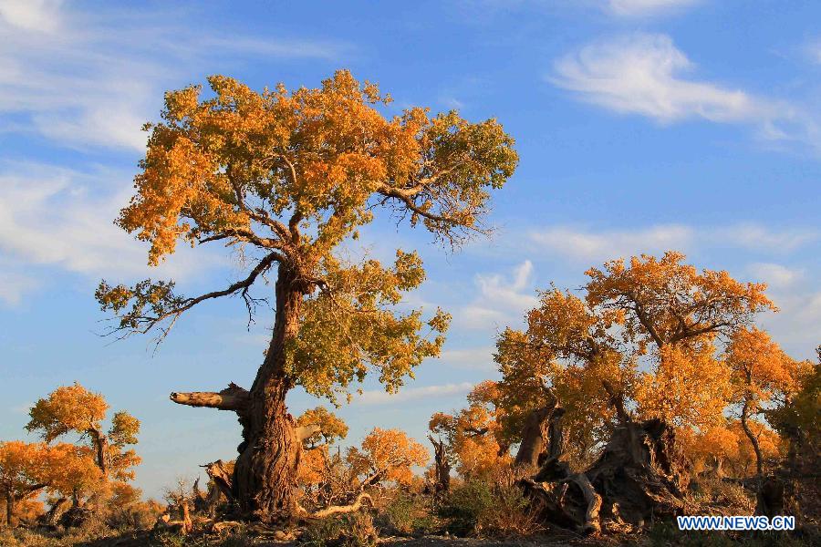 Scenery of golden populus diversifolia trees in Xinjiang