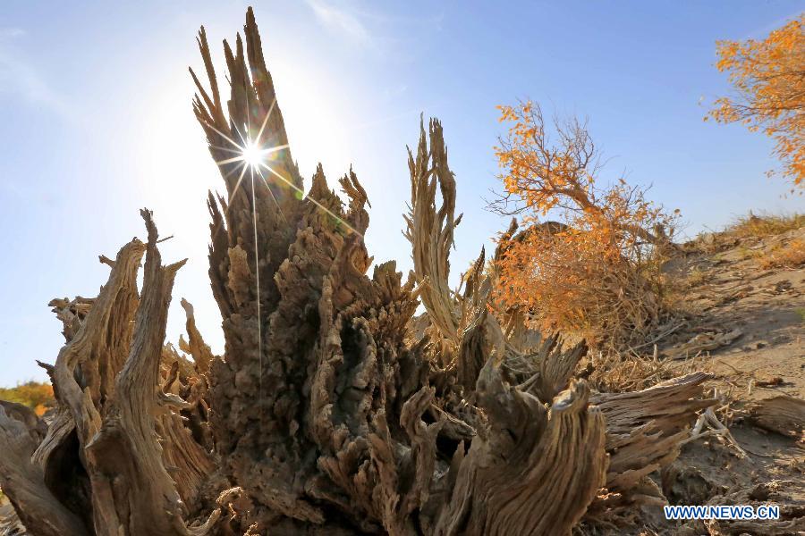 Scenery of golden populus diversifolia trees in Xinjiang