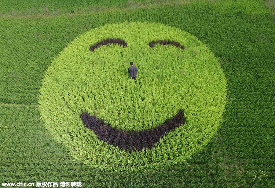 Amazing rice paddy art inspired from crops