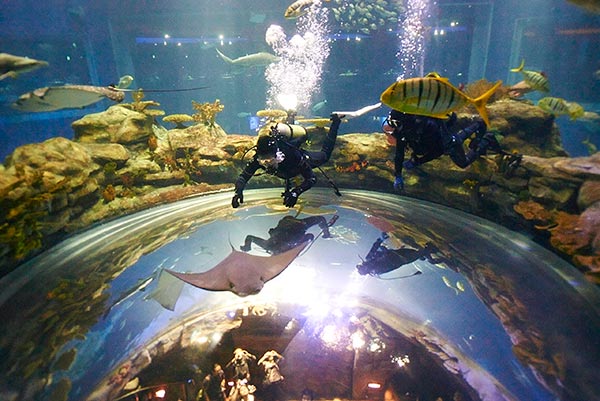 Ocean Park HK to hold show in Dec