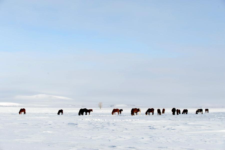 Snow scenery of Hexigten Qi in Inner Mongolia