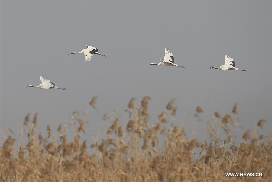 wned cranes seen at Yancheng nature reserve[