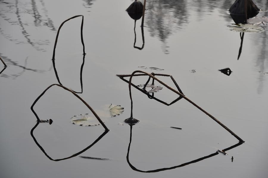 Geometric figures formed by lotus stems seen at botanic garden in E China