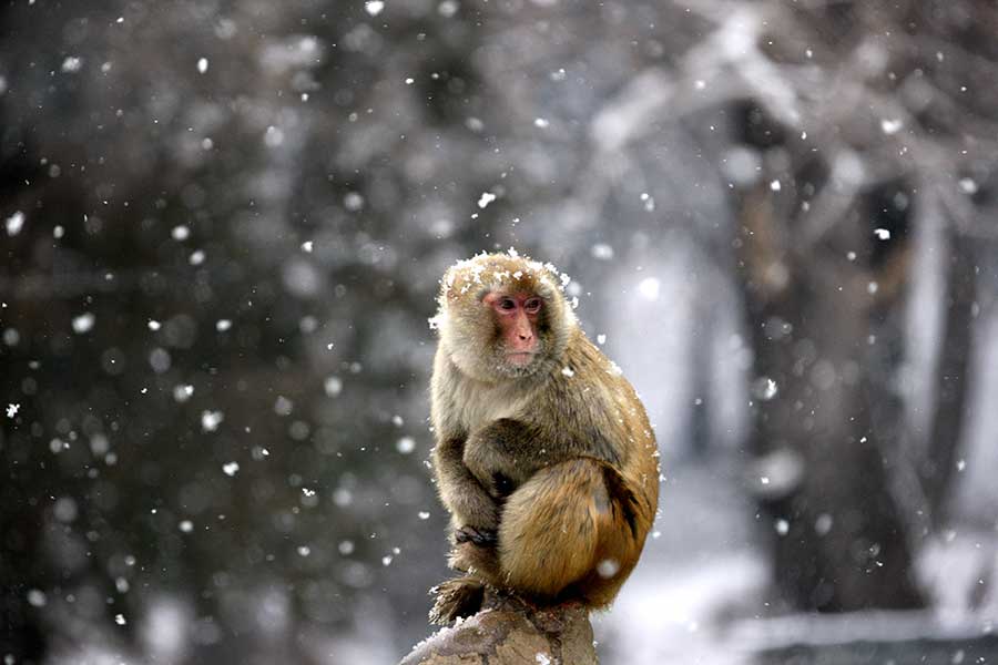 Macaques create a lively winter scene in Anhui province