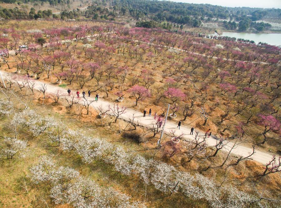 Plum trees blossom to embrace spring in Lincheng, Zhejiang province