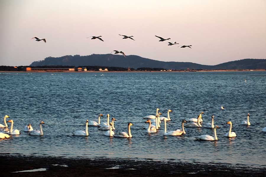 A serene scene on Swan Lake before spring migration begins