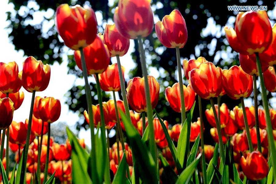 In pics: Blooming tulips in S China