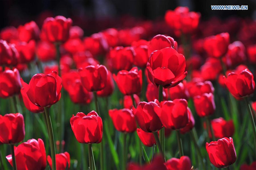 In pics: Blooming tulips in S China