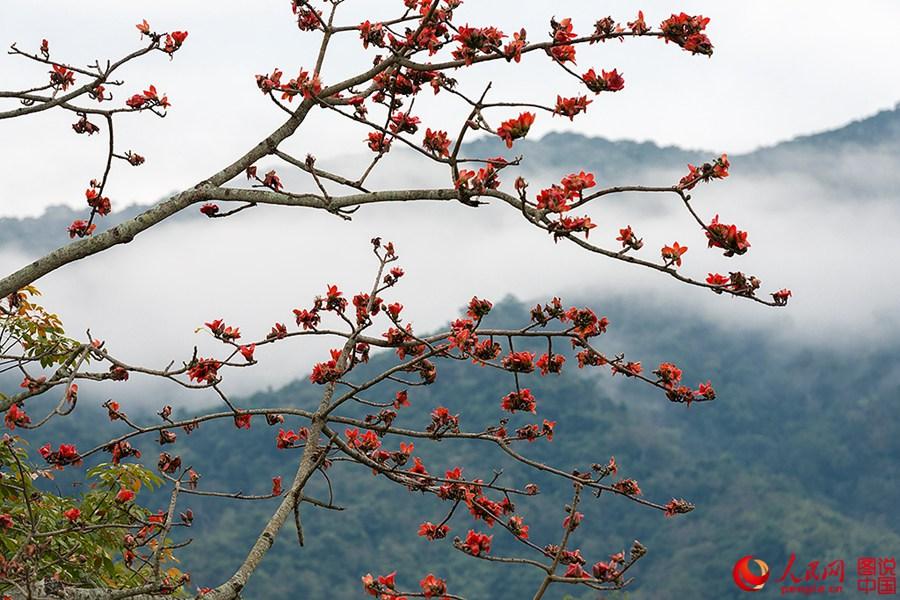 Beautiful Kapok flowers bloom in Hainan