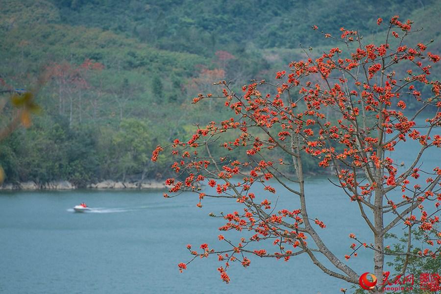 Beautiful Kapok flowers bloom in Hainan