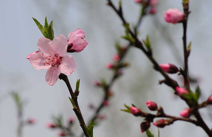 Blossoming peach flowers near West Lake mark the arrival of Spring