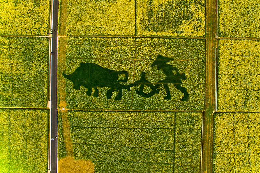 Aerial view of cole flower fields presents unique pastoral charm