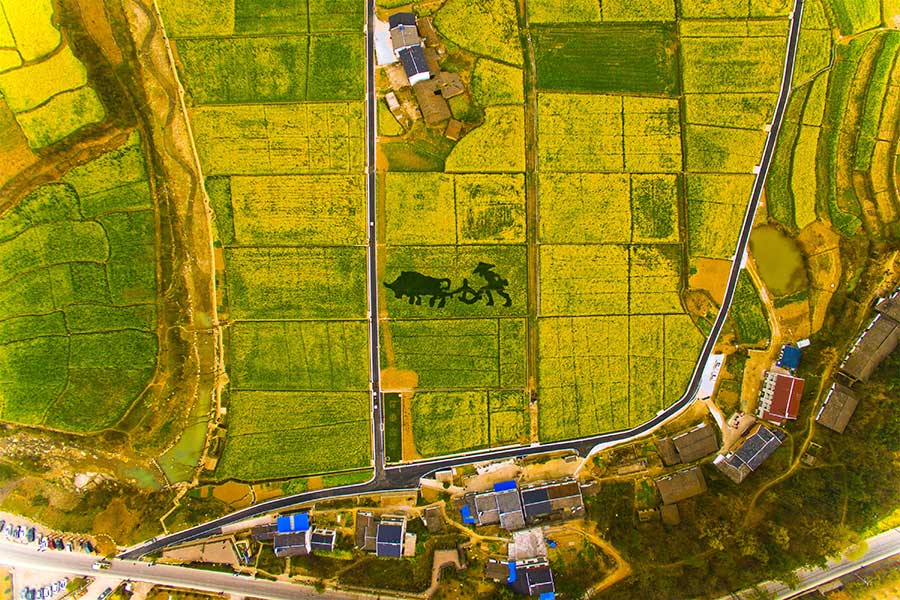 Aerial view of cole flower fields presents unique pastoral charm