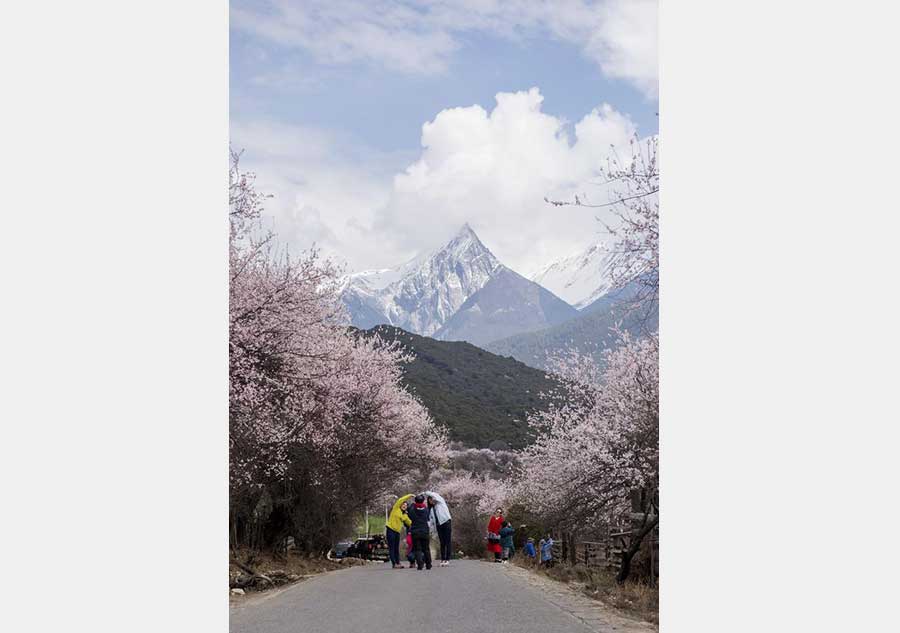 Spring scenery of Tibet