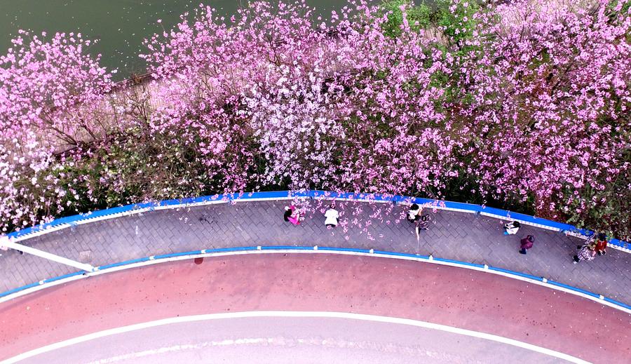Road under bauhinia blossoms seen in Liuzhou, China's Guangxi