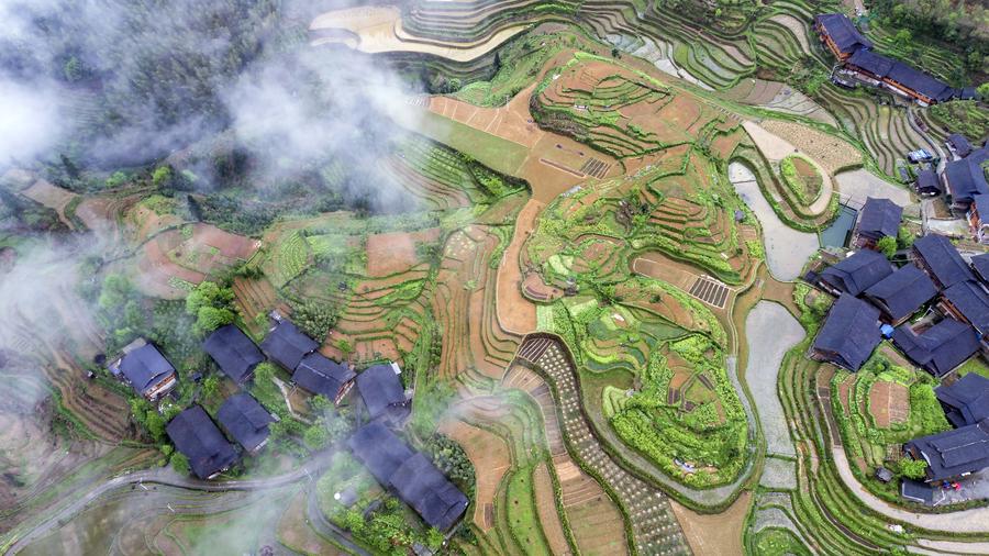 Terraced fields in S China