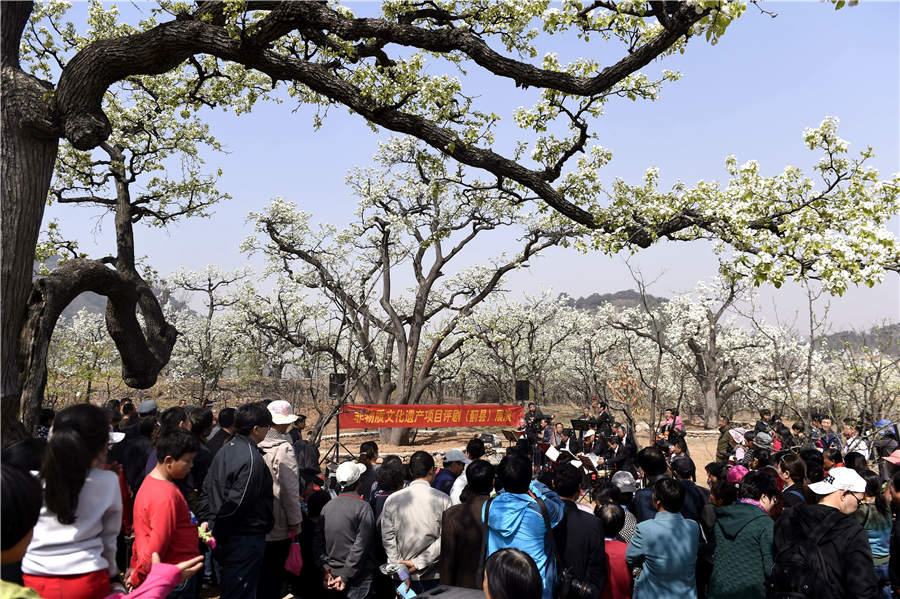 Pear bloom decorates Jixian county in Tianjin