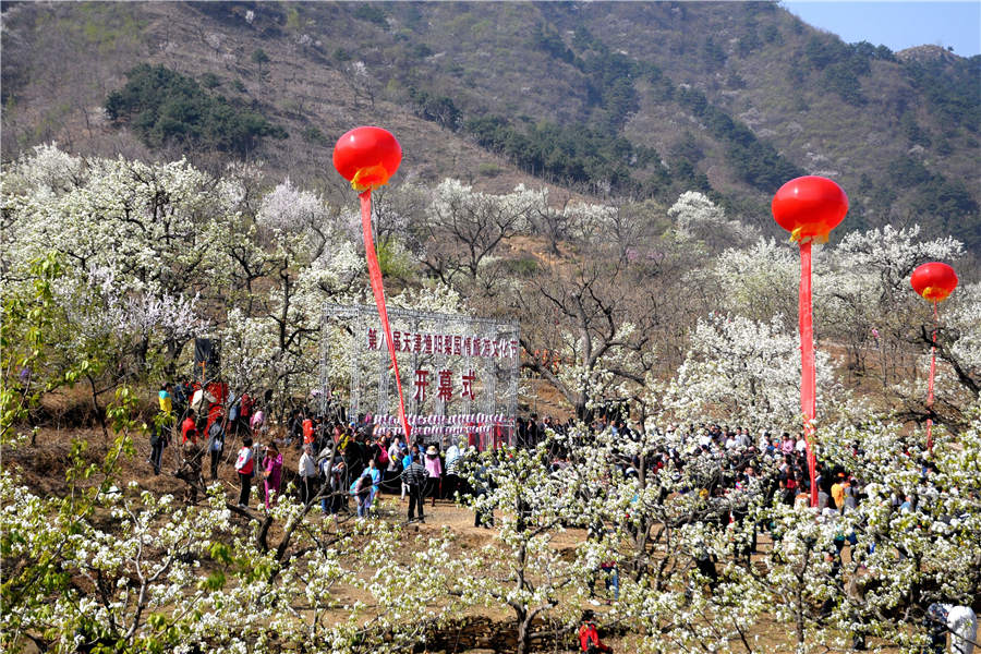 Pear bloom decorates Jixian county in Tianjin