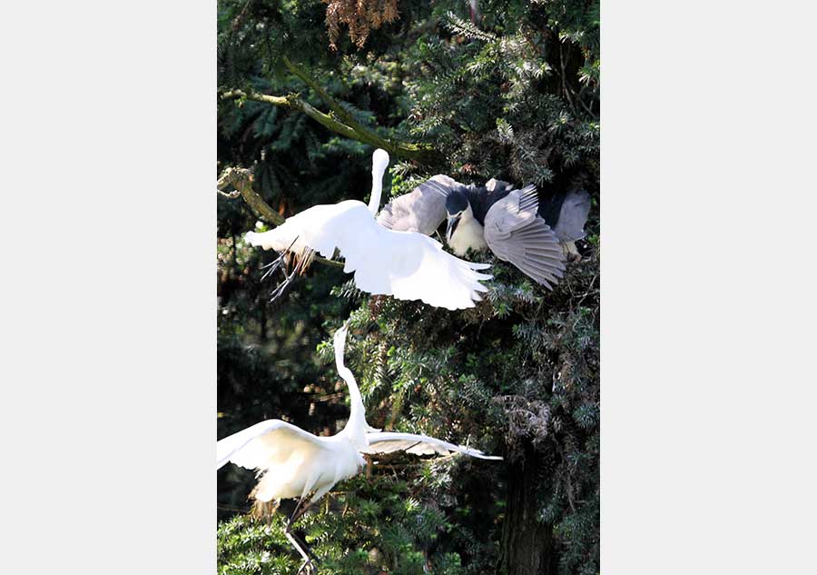 In pics: Egrets around Poyang Lake