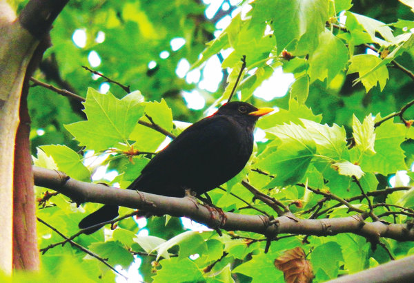 A storyteller from nature