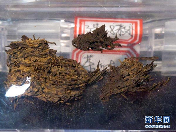 World's oldest tea on display in NW China