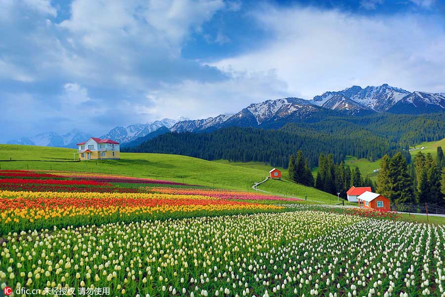 Tianshan Mountains tulips in full bloom