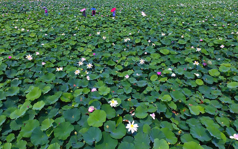 Lotus flowers blossom in Taierzhang ancient town, Shandong province