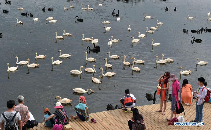 Swans seen in lake of Puzhehei scenic spot in SW China