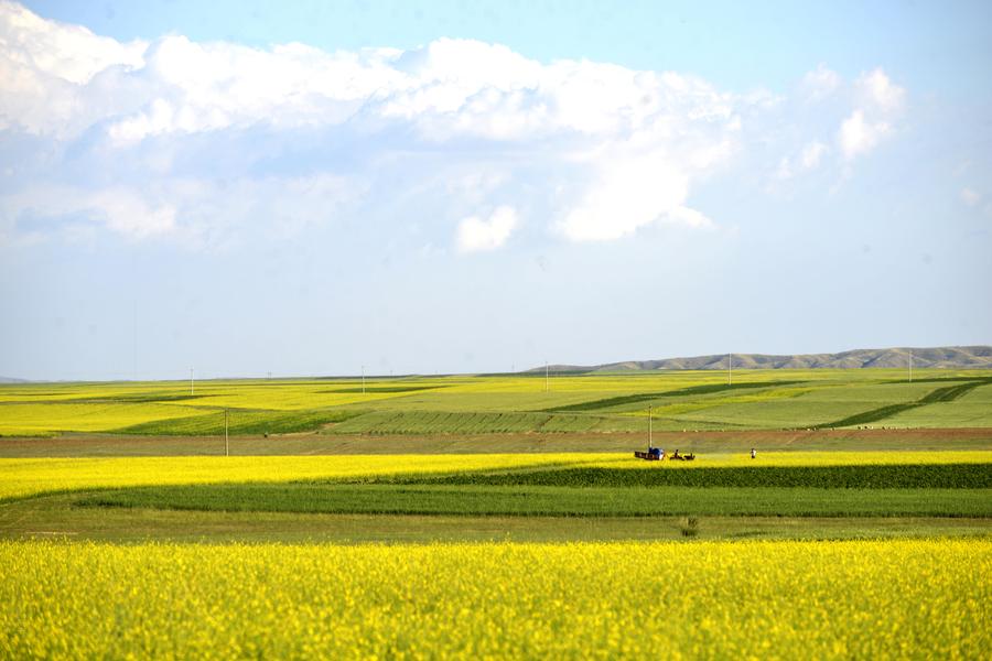 Scenery of cole flower field at Inner Mongolia