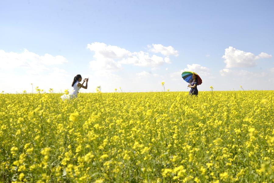 Scenery of cole flower field at Inner Mongolia