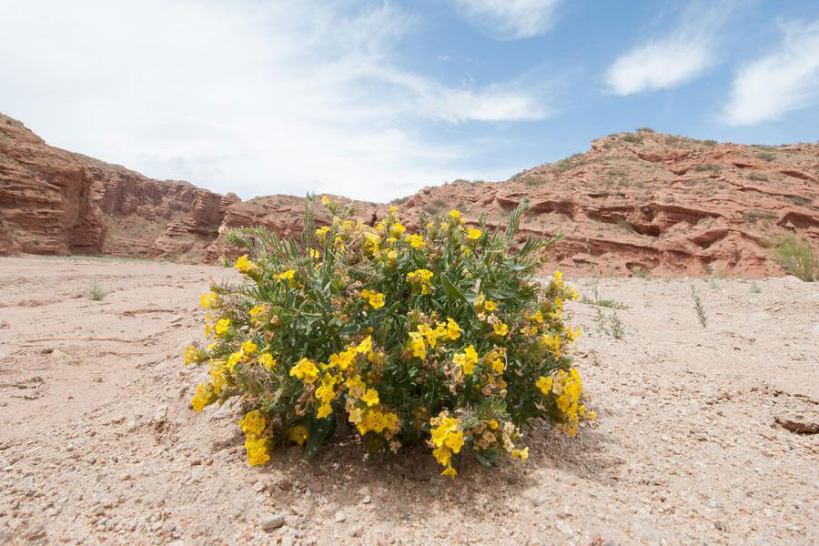 Amazing scenery of Tomur Grand Canyon in Xinjiang