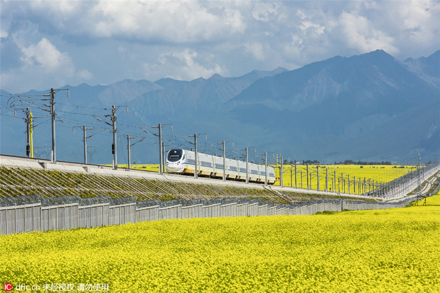 Train runs through cole flower fields in Qinghai