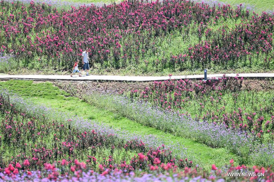 People enjoy flowers in Qijianghengshan valley
