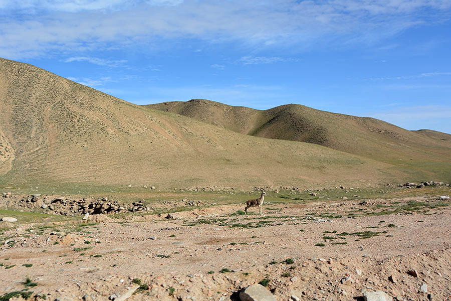 Altyn Mountains nature reserve: Paradise for plants and wild animals