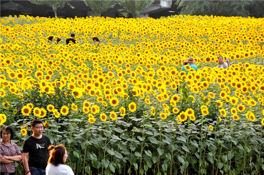 Shenyang sunflowers in full blossom