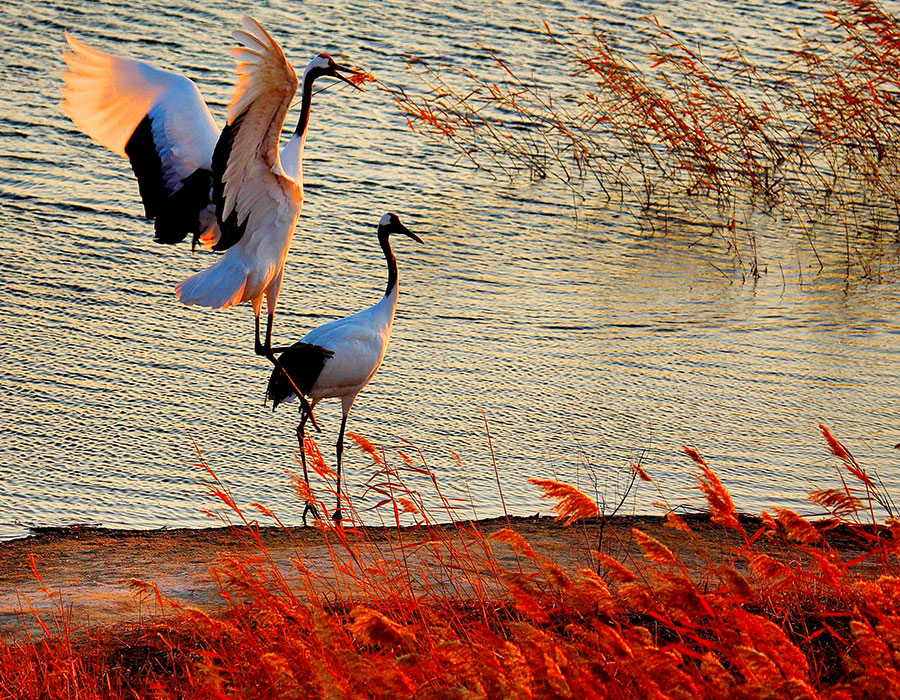 Xianghai Nature Reserve in Jilin ideal for nature lovers