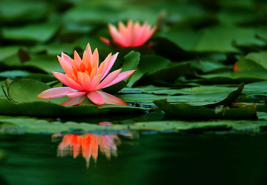 Gorgeous water lilies bloom in Anhui province[1