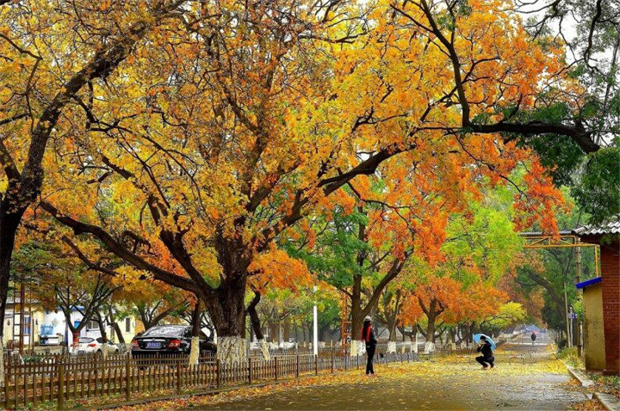 Fabulous autumn foliage in Dalian