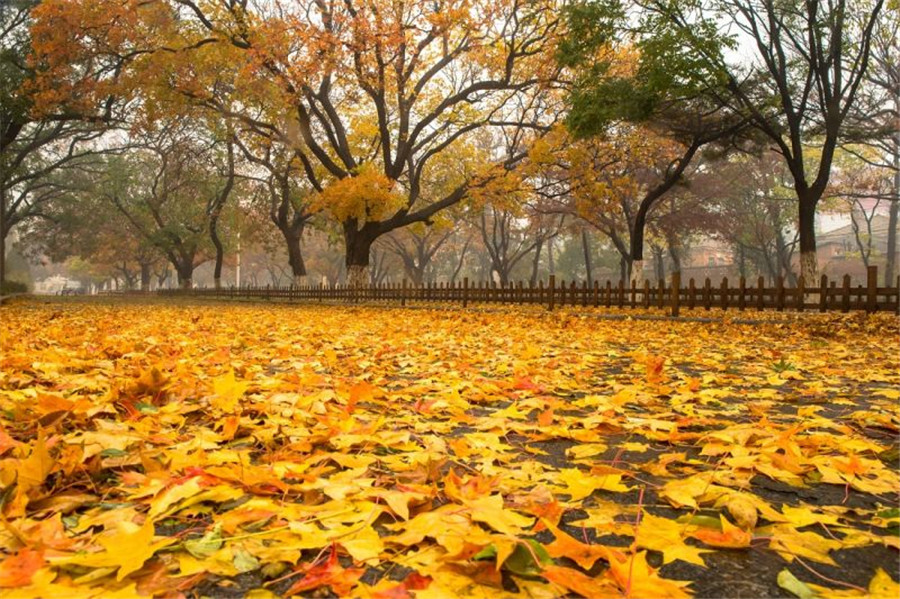 Fabulous autumn foliage in Dalian