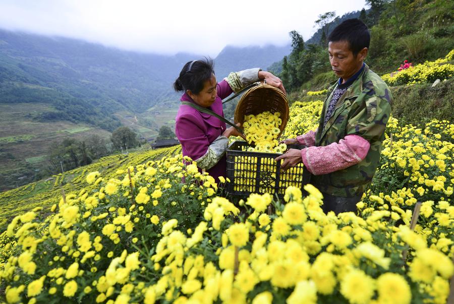 Scenery of blooming chrysanthemum flower fields in Guangxi