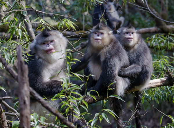 Yunnan animal preserve is a monkey kingdom