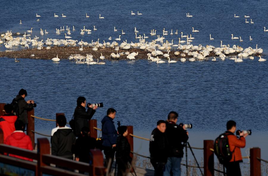 Swans fly over wetland in C China