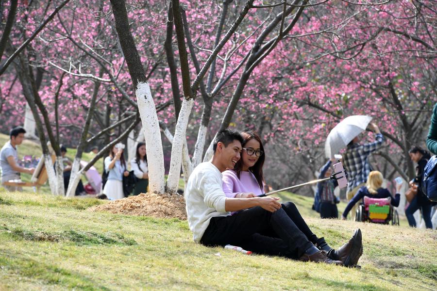 Cherry blossoms attract visitors in China's Guangxi