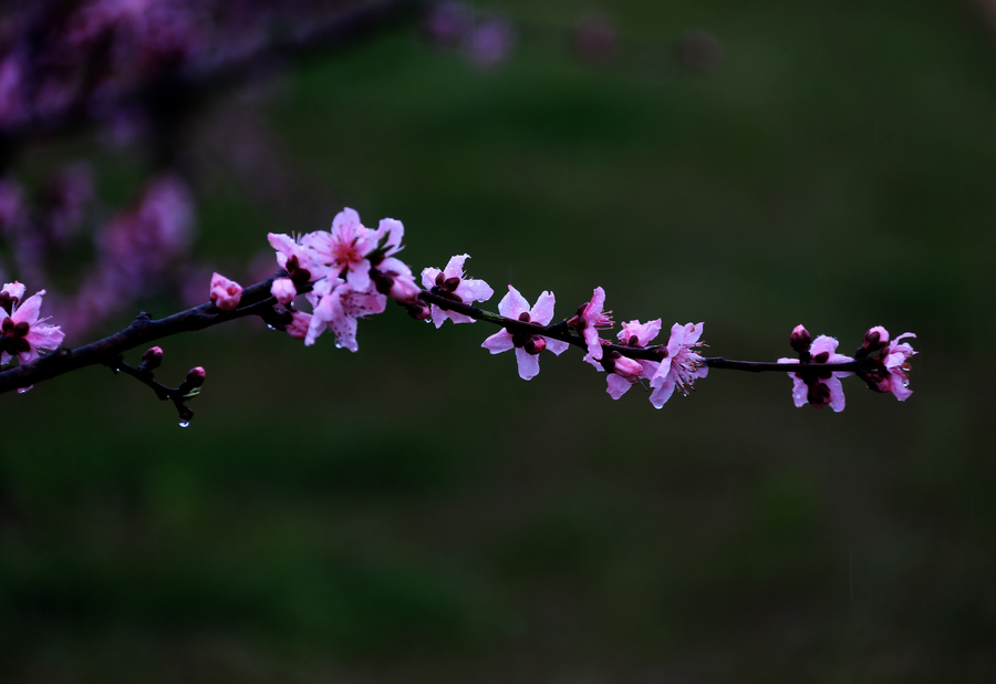 Vibrant peach blossom in East China