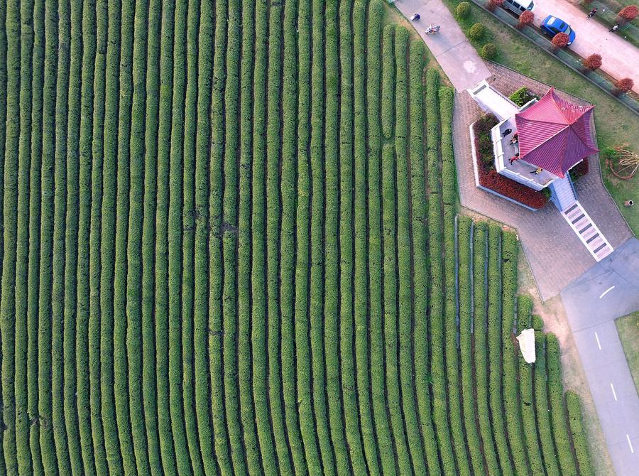 Aerial view of tea garden in Fenghuanggou scenic spot