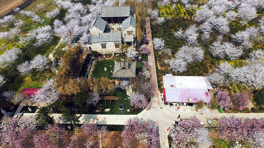 Mesmerizing cherry blossoms in Yanling county, Henan province