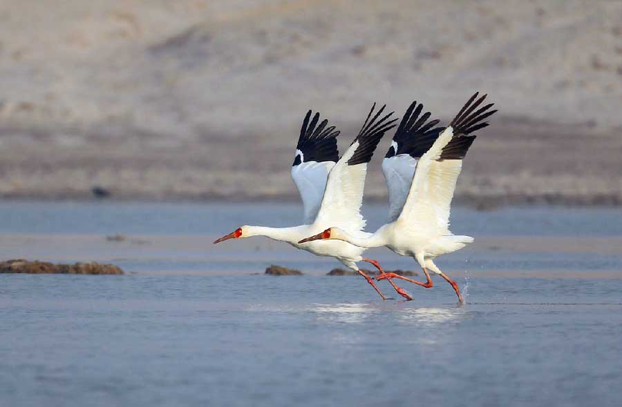 Inner Mongolia becomes a paradise for migratory birds