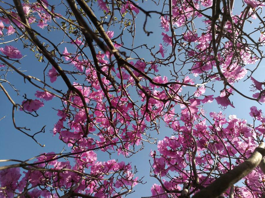 'Sea of flowers' attract tourists in Northeast China